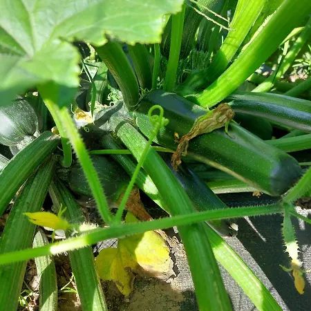 게스트하우스 Quinta Da Ponte