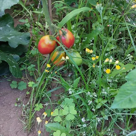 Quinta Da Ponte 게스트하우스 비아나도카스텔로