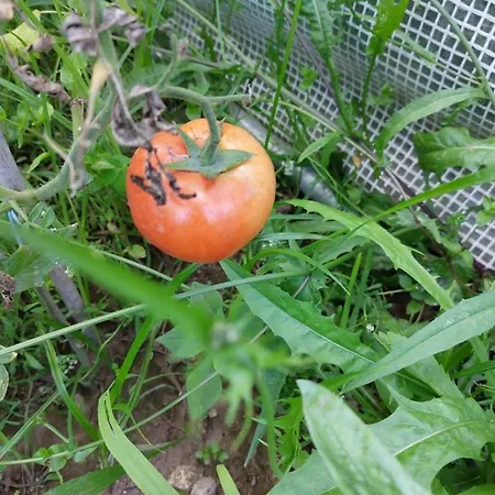 Maison d'hôtes Quinta Da Ponte Viana do Castelo