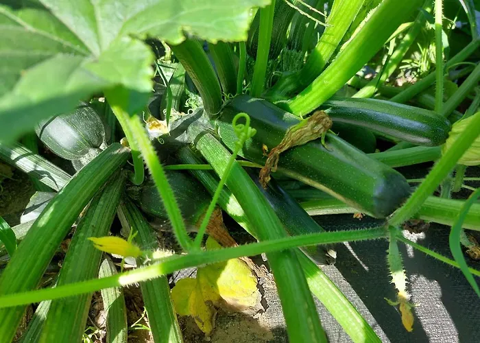 Gasthuis Quinta Da Ponte