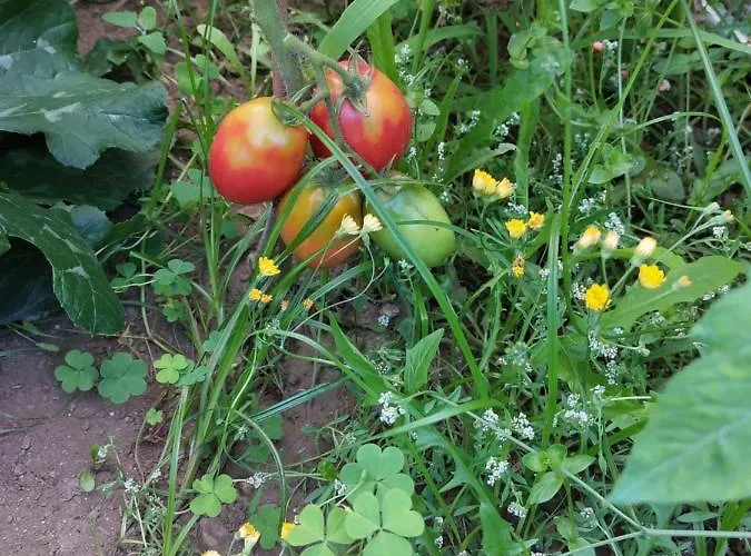 Quinta Da Ponte Pensión Viana do Castelo