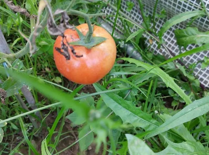 Pensión Quinta Da Ponte Viana do Castelo
